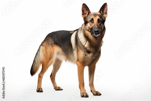 German Shepherd right side view portrait. Adorable canine studio photography.