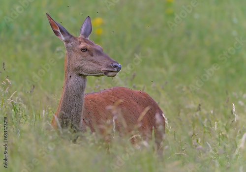 Biche du Vercors Drômois