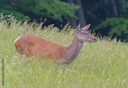 Biche du Vercors Drômois