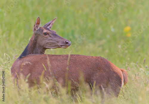 Biche du Vercors Drômois