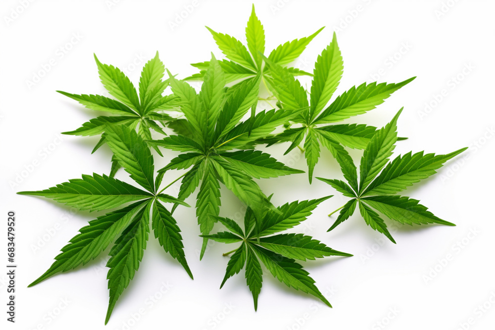 Cannabis leaves on white background, Generative Ai Cannabis leaves on white background, Generative Ai