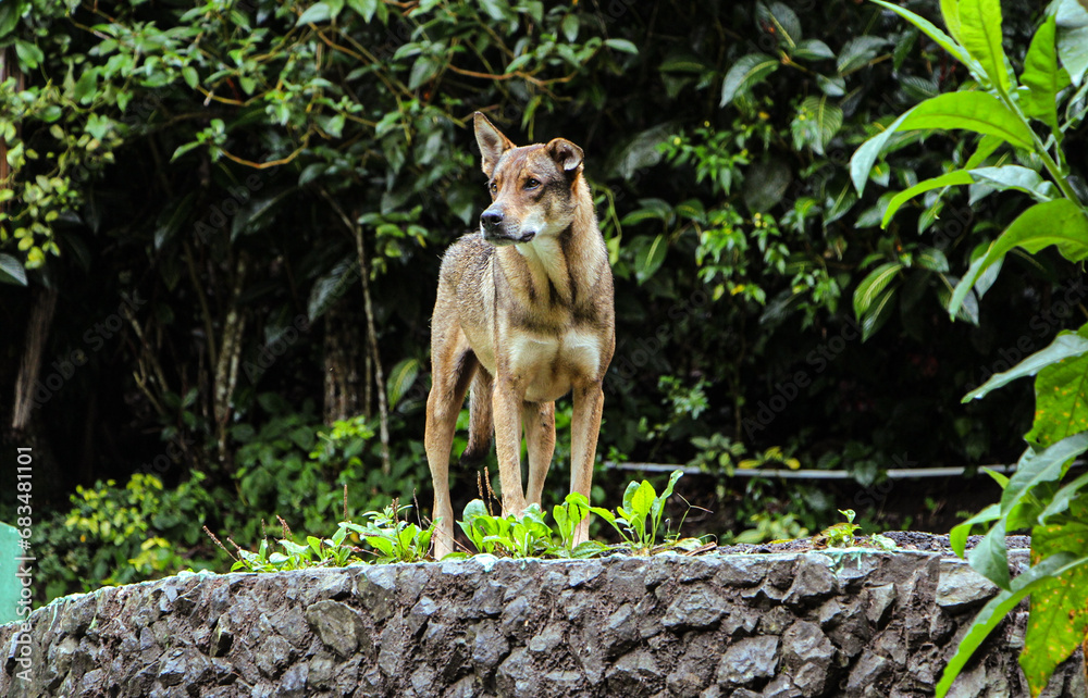 custom made wallpaper toronto digitalHunter Dog on Pico Duarte