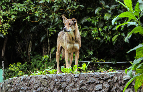 Hunter Dog on Pico Duarte photo