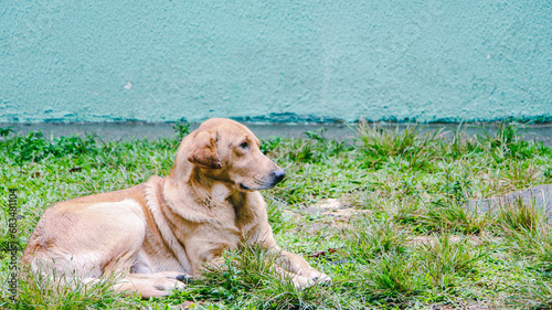 Wallpaper Mural Sleepy Dog on a grass Torontodigital.ca