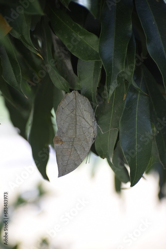 Kallima inachus, the orange oakleaf, Indian oakleaf or Deadleaf butterfly camouflage