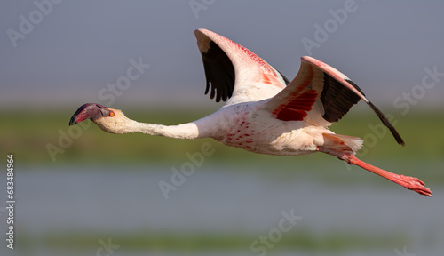 Flamingo in Amboseli National Park, Africa