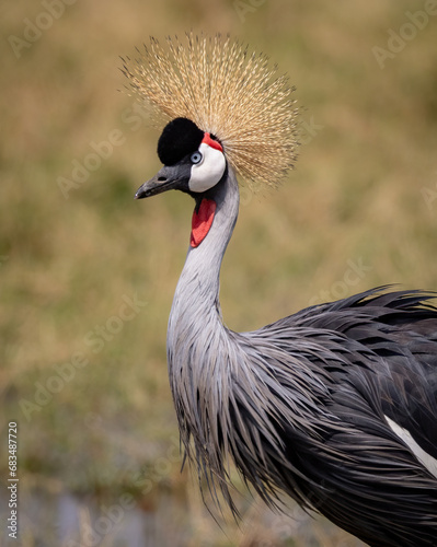 Grey Crowned Crane in Amboseli National Park, Africa