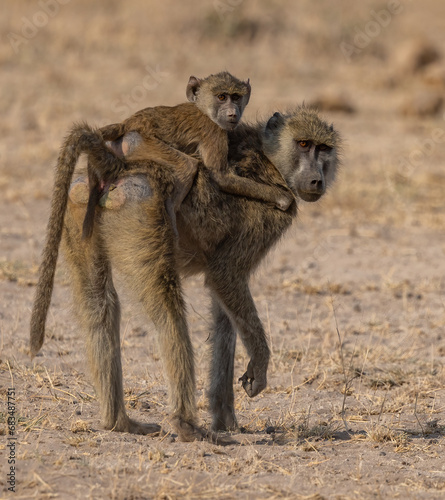 Baboon in Amboseli National Park  Africa