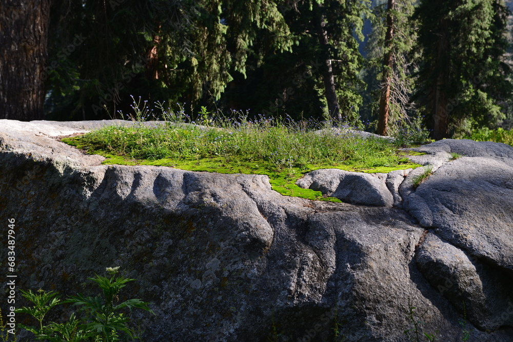 Natural grass on a huge stone of mountain valley with the background of tall trees representing beautiful nature and contrast of natural elements and bright colors. Natural grass on a huge stone of mountain valley with the background of tall trees representing beautiful nature and contrast of natural elements and bright colors.