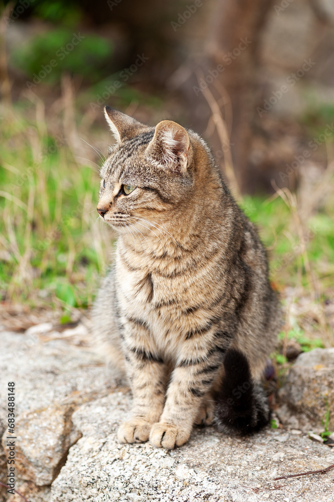 Close-up of an outdoor cat puppy.