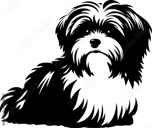 Lowchen dog icon 6