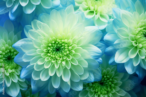 Capture of a vivid, multi-hued chrysanthemum bloom in close proximity, ideal for the spring/summer backdrop.