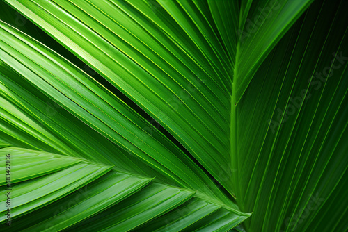 Ornamental Bottle Palm foliage of green and texture is the perfect addition to any garden. © ckybe