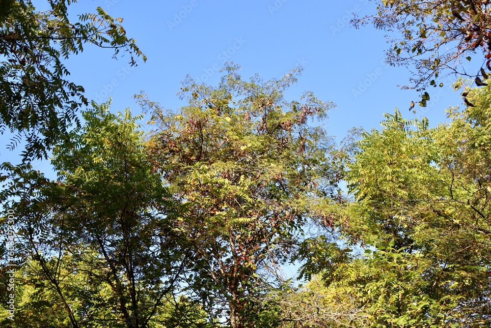 Obraz premium The view of the tall trees and the blue sky background.