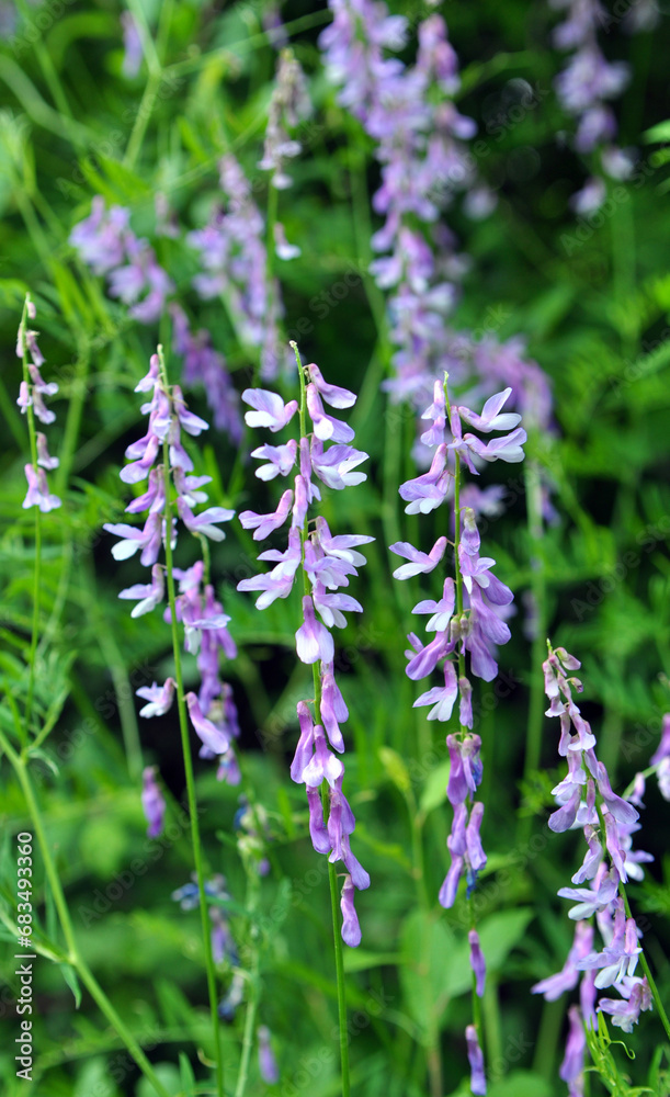 In the wild, thin-leaved peas (Vicia tenuifolia) blooms In the wild, thin-leaved peas (Vicia tenuifolia) blooms