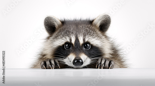 A solitary raccoon set against a blank canvas.