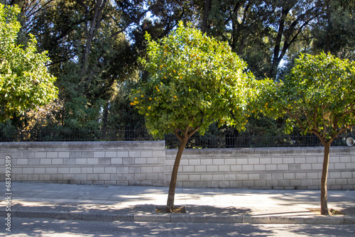 Fototapeta Naklejka Na Ścianę i Meble -  Orange trees lining a street in central Athens, Greece