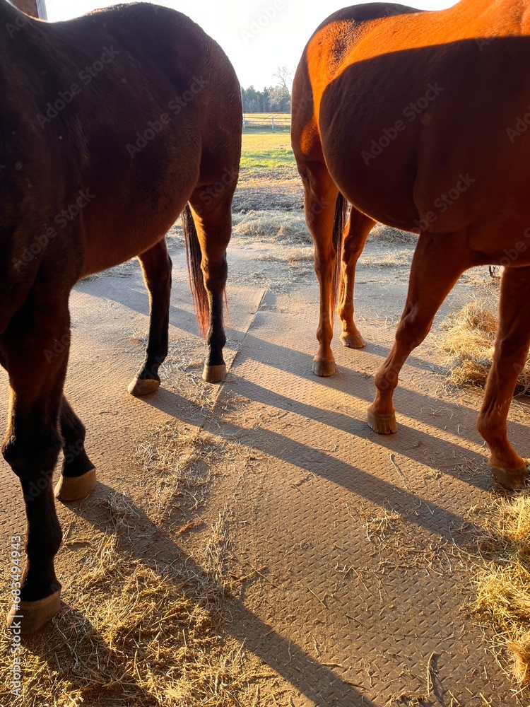 Φωτογραφία The legs and hooves of two brown horses standing on a stall mat in an open-front shed eating hay