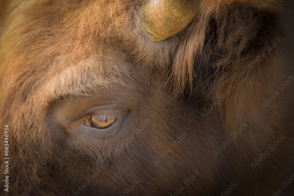 close-up side view portrait of an american buffalo bison close-up side view portrait of an american buffalo bison