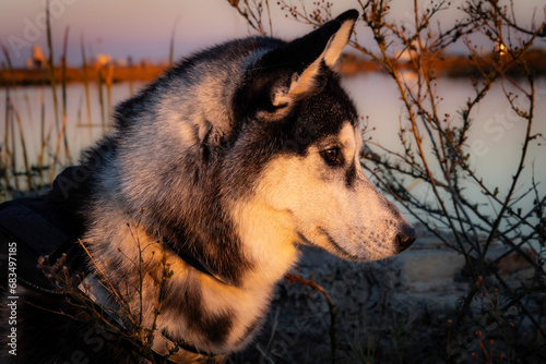 portrait of a wolf photo