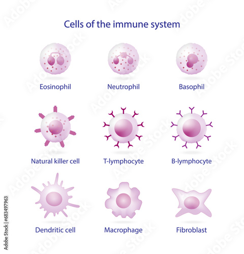 Cells of the innate and adaptive immune system, Hematopoiesis cell type scheme, stem cell, B and T lymphocytes, Basophil, neutrophil, eosinophil, monocyte, dendritic cell, macrophage and plasma cells.