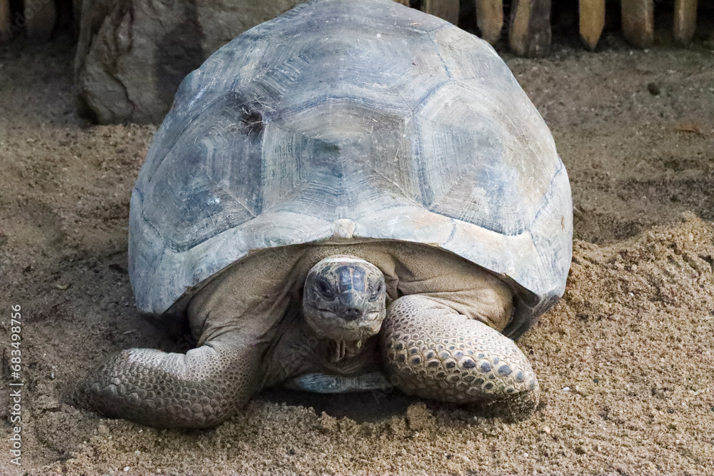 Forest tortoise in the enclosure of the elephants of Ouwehands Zoo in Rhenen Forest tortoise in the enclosure of the elephants of Ouwehands Zoo in Rhenen