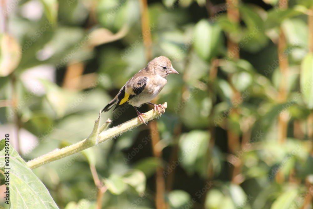 close-up of a sparrow bird on a branch during a sunny day close-up of a sparrow bird on a branch during a sunny day