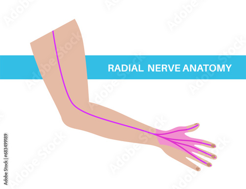 Radial nerve poster photo