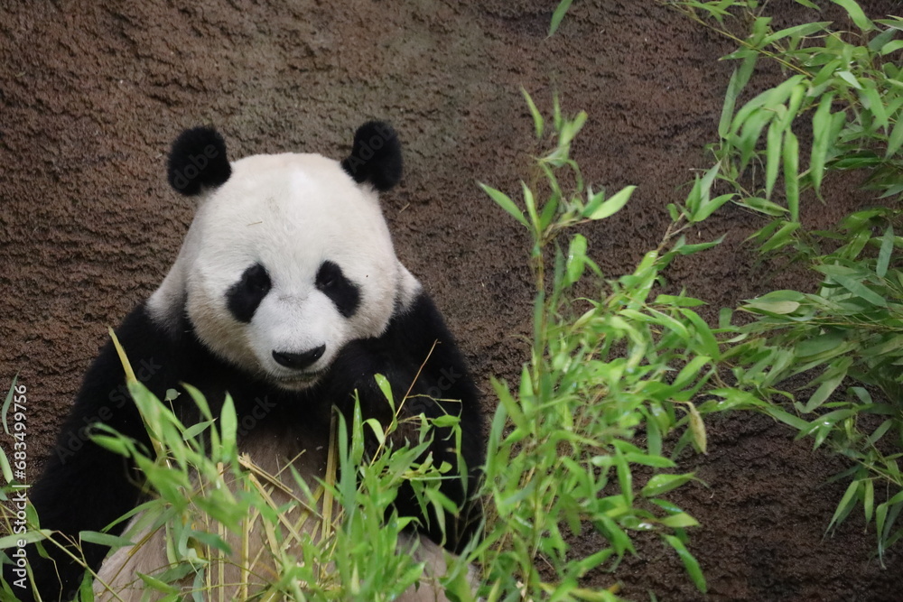Fototapeta premium Giant pandas Wu Wen and Fan Xing take a sawdust bath in Ouwehands