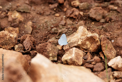 a single Holly Blue (Celastrina argiolus) butterfly sucking minerals from wet red brown soil photo