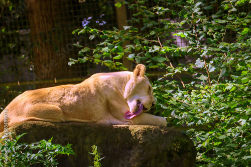 a male and female white lion lie side by side on a wooden platform. The female white lion is showing her teeth while yawning photo