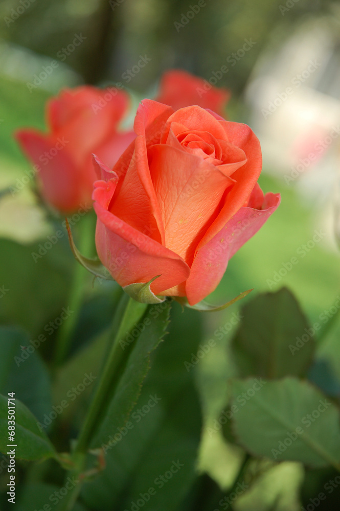 Fototapeta premium Beautiful red rose in the garden on a natural background. Soft focus.