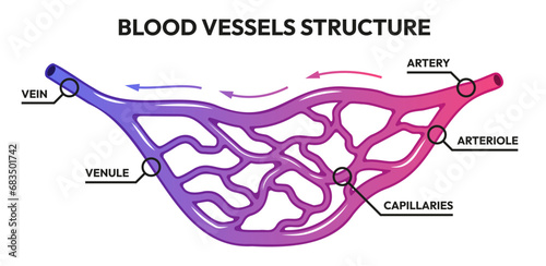 Blood vessels circulation. Human arteries and veins, deoxygenated blood with oxygen capillaries. Vector medical illustration of artery health human