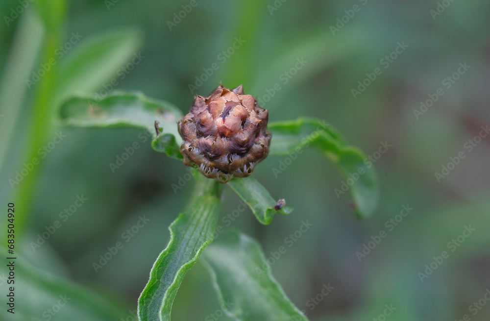 Close-up of a flower in bloom in summer. Colourful, bright and bee-friendly in the gardens and fields of Bavaria. Close-up of a flower in bloom in summer. Colourful, bright and bee-friendly in the gardens and fields of Bavaria.