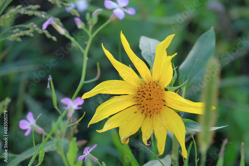 Close-up of a flower in bloom in summer. Colourful, bright and bee-friendly in the gardens and fields of Bavaria.