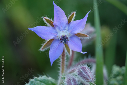 Close-up of a flower in bloom in summer. Colourful, bright and bee-friendly in the gardens and fields of Bavaria.