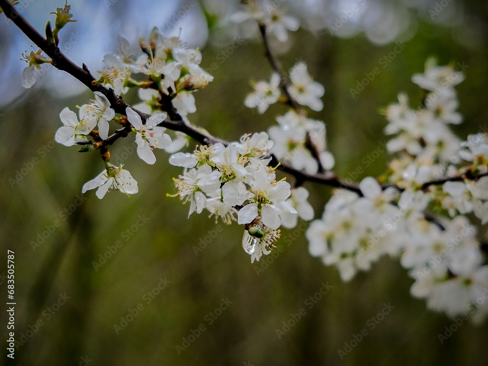 Close-up of a flower in bloom in summer. Colourful, bright and bee-friendly in the gardens and fields of Bavaria.