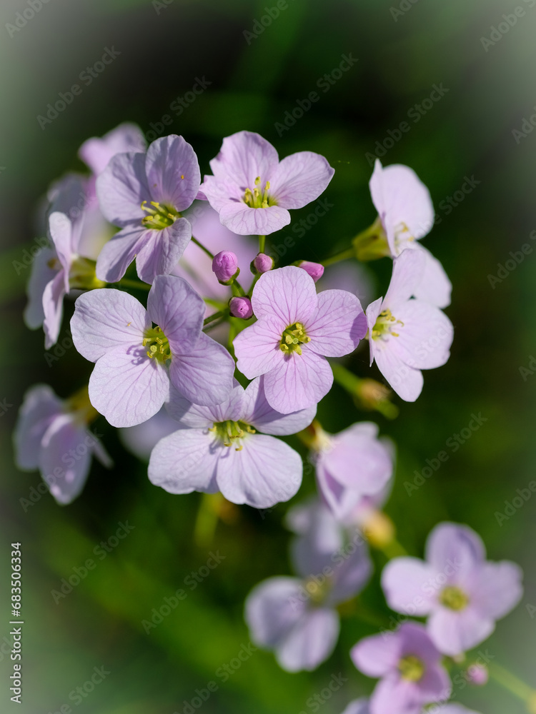 Close-up of a flower in bloom in summer. Colourful, bright and bee-friendly in the gardens and fields of Bavaria.
