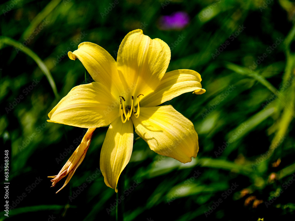 Obraz premium Close-up of a flower in bloom in summer. Colourful, bright and bee-friendly in the gardens and fields of Bavaria.