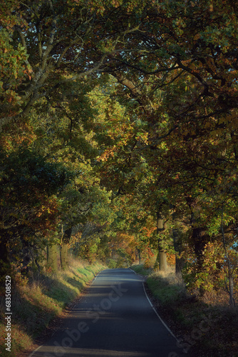 Scottish countryside autumn narrow road through the trees. Scotland, United Kingdom
