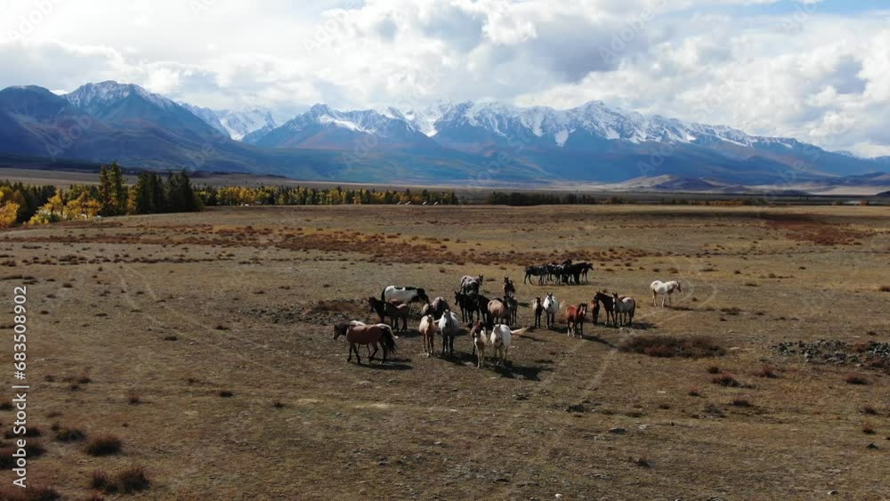 Horses graze on wide autumn field. Herd pasture on yellow meadow eating grass against of mountains Horses graze on wide autumn field. Herd pasture on yellow meadow eating grass against of mountains