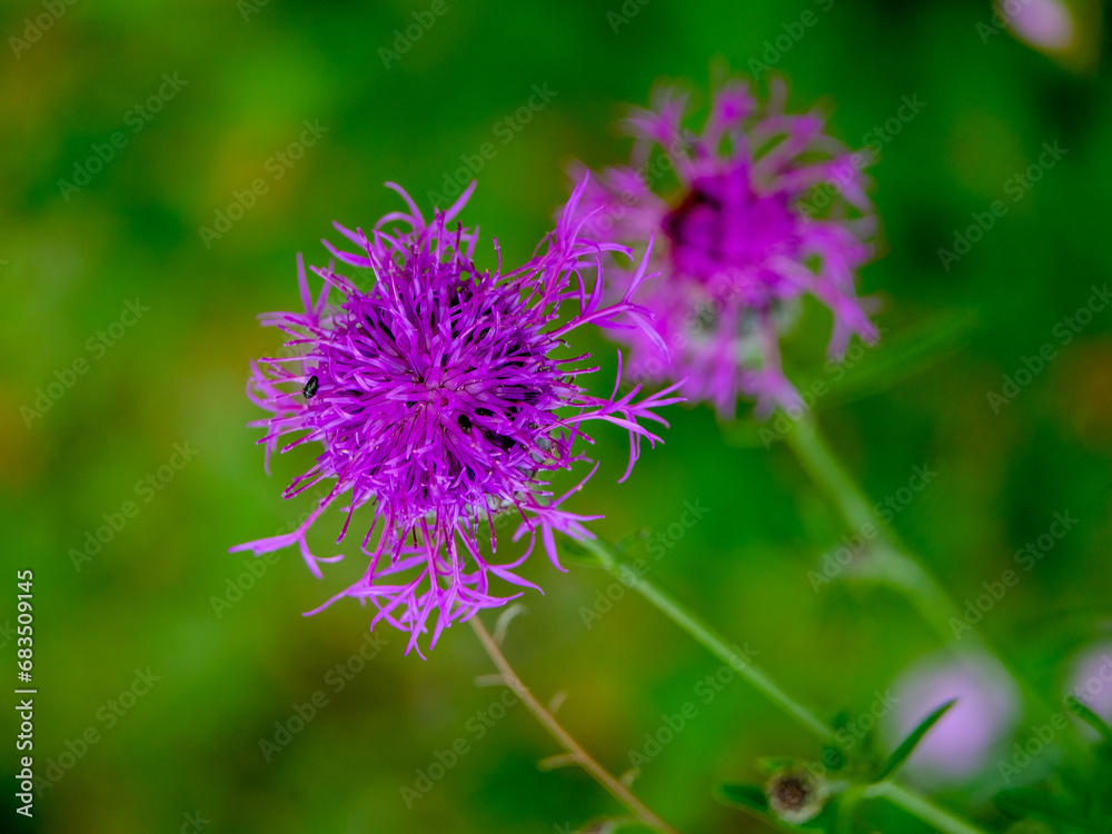 Close-up of a flower in bloom in summer. Colourful, bright and bee-friendly in the gardens and fields of Bavaria. Close-up of a flower in bloom in summer. Colourful, bright and bee-friendly in the gardens and fields of Bavaria.