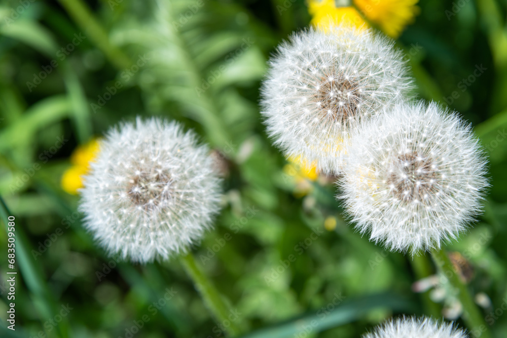 Fluffy white field flower dandelion on a background of green leaves. Fluffy white field flower dandelion on a background of green leaves.