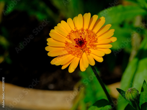 Close-up of a flower in bloom in summer. Colourful, bright and bee-friendly in the gardens and fields of Bavaria. photo