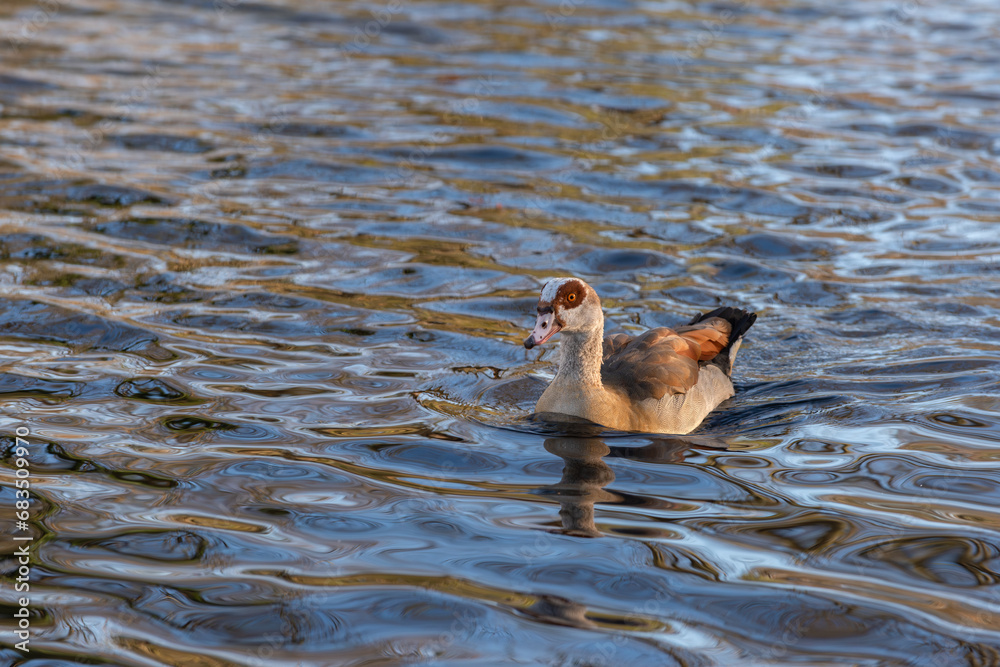 An adult male Nile goose (Alopochen aegyptiaca) swims to the shore An adult male Nile goose (Alopochen aegyptiaca) swims to the shore
