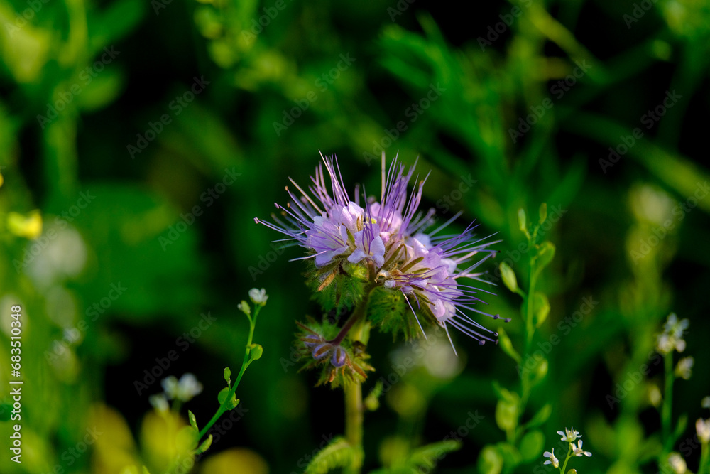 Close-up of a flower in bloom in summer. Colourful, bright and bee-friendly in the gardens and fields of Bavaria.