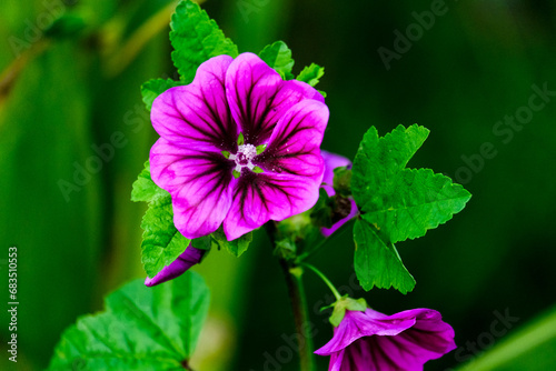 Close-up of a flower in bloom in summer. Colourful, bright and bee-friendly in the gardens and fields of Bavaria.