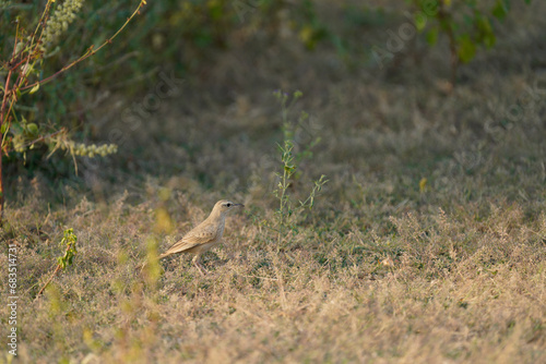 Long-billed pipit foraging © Gaurav Parekh