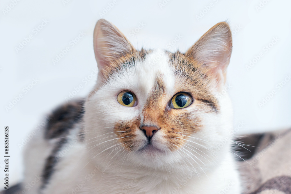 A white spotted cat with an attentive look lies in the room on a plaid
