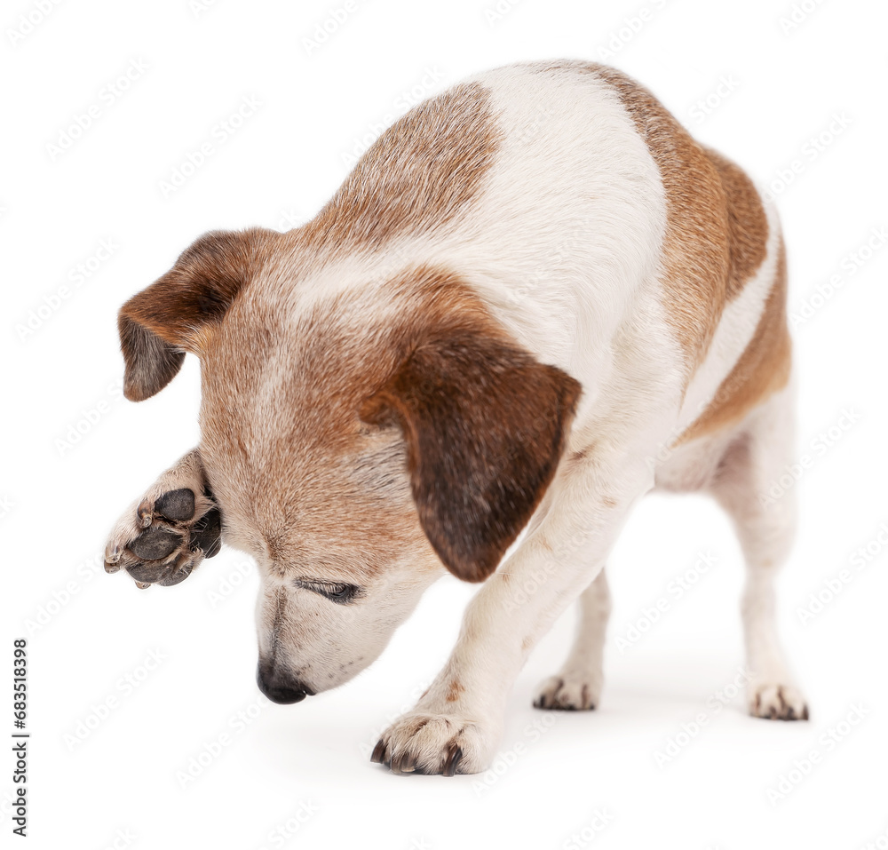 Small dog Jack Russell terrier looking down bending over scratching his face with his paw. White background Small dog Jack Russell terrier looking down bending over scratching his face with his paw. White background